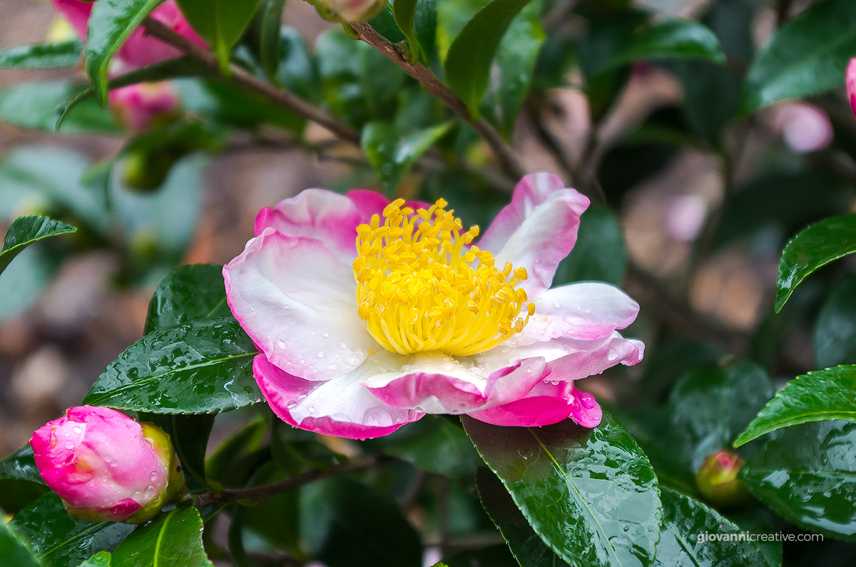 Pink rose bush